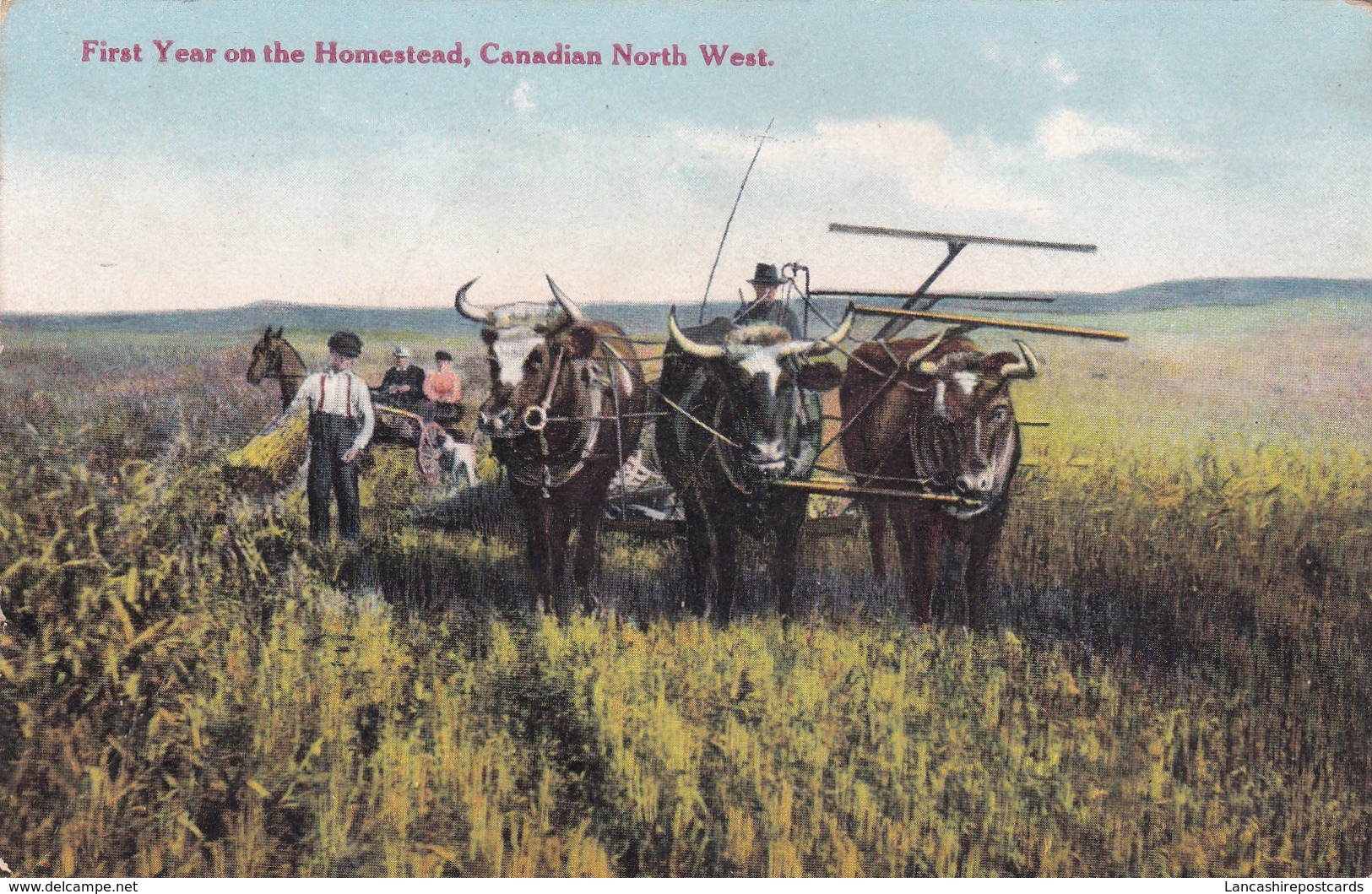 Postcard First Year On The Homestead Canadian North West Harvesting The Crop [ Farm / Farming Interest ] My Ref  B12106 - Cultivation