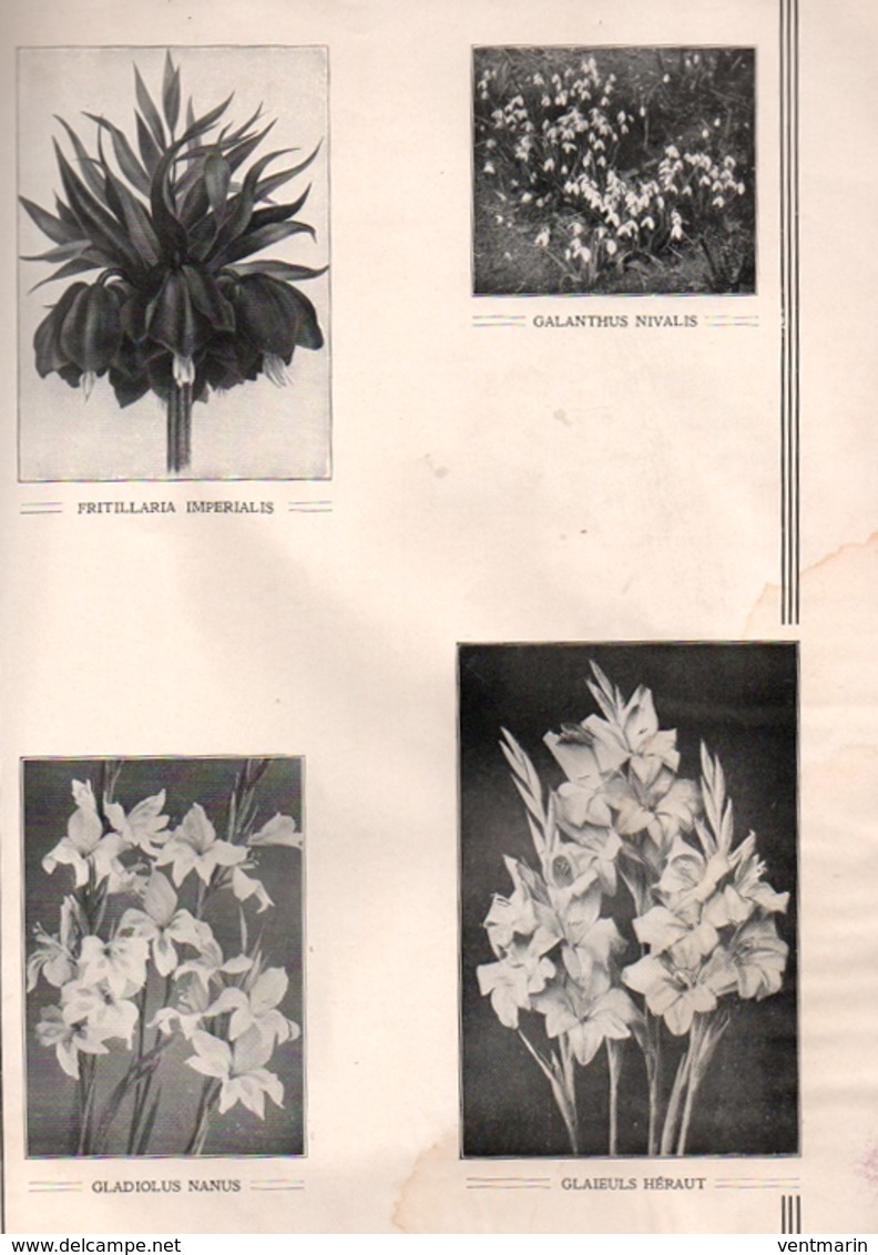 Catalogue 1931 CG Van Tubergen - Jardinage