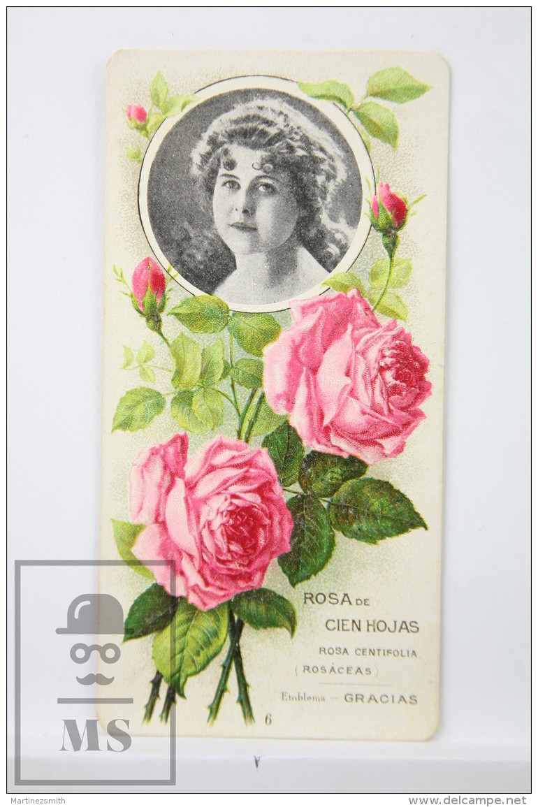 Old Modernist Trading Card / Chromo Flower - Hundred Leaf Rose &amp; Model - Jaime Boix N&ordm; 6 - Otros & Sin Clasificación