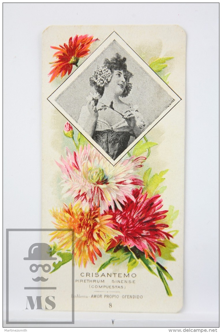 Old Modernist Trading Card / Chromo Flower - Chrysanthemum &amp; Model - Jaime Boix N&ordm; 8 - Otros & Sin Clasificación