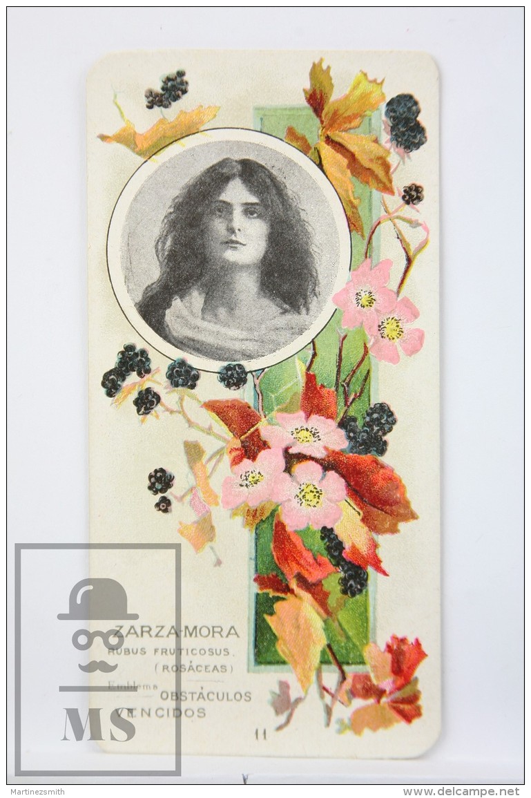 Old Modernist Trading Card / Chromo Flower -  Blackberry &amp; Model - Jaime Boix N&ordm; 11 - Otros & Sin Clasificación