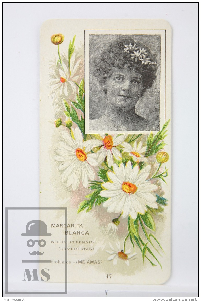 Old Modernist Trading Card / Chromo Flower -  White Daisy &amp; Model - Jaime Boix N&ordm; 17 - Otros & Sin Clasificación