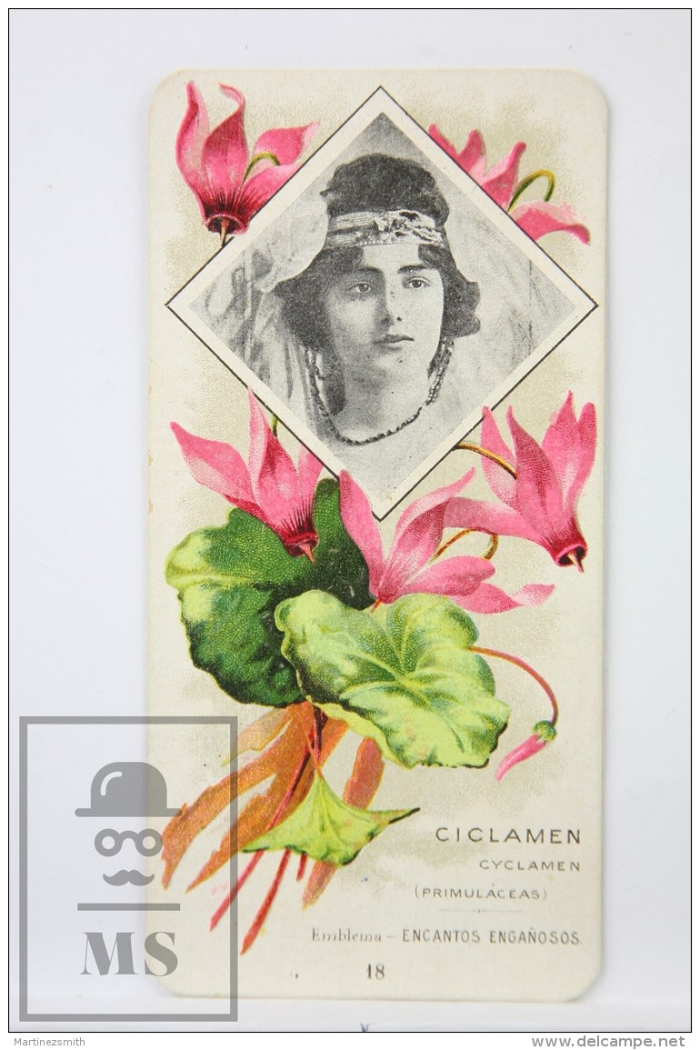 Old Modernist Trading Card / Chromo Flower -  Cyclamen &amp; Model - Jaime Boix N&ordm; 18 - Otros & Sin Clasificación