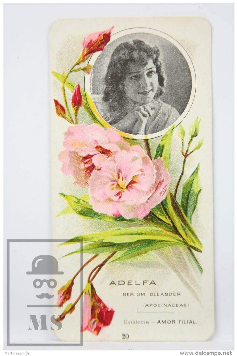 Old Modernist Trading Card / Chromo Flower -  Oleander &amp; Model - Jaime Boix N&ordm; 20 - Otros & Sin Clasificación