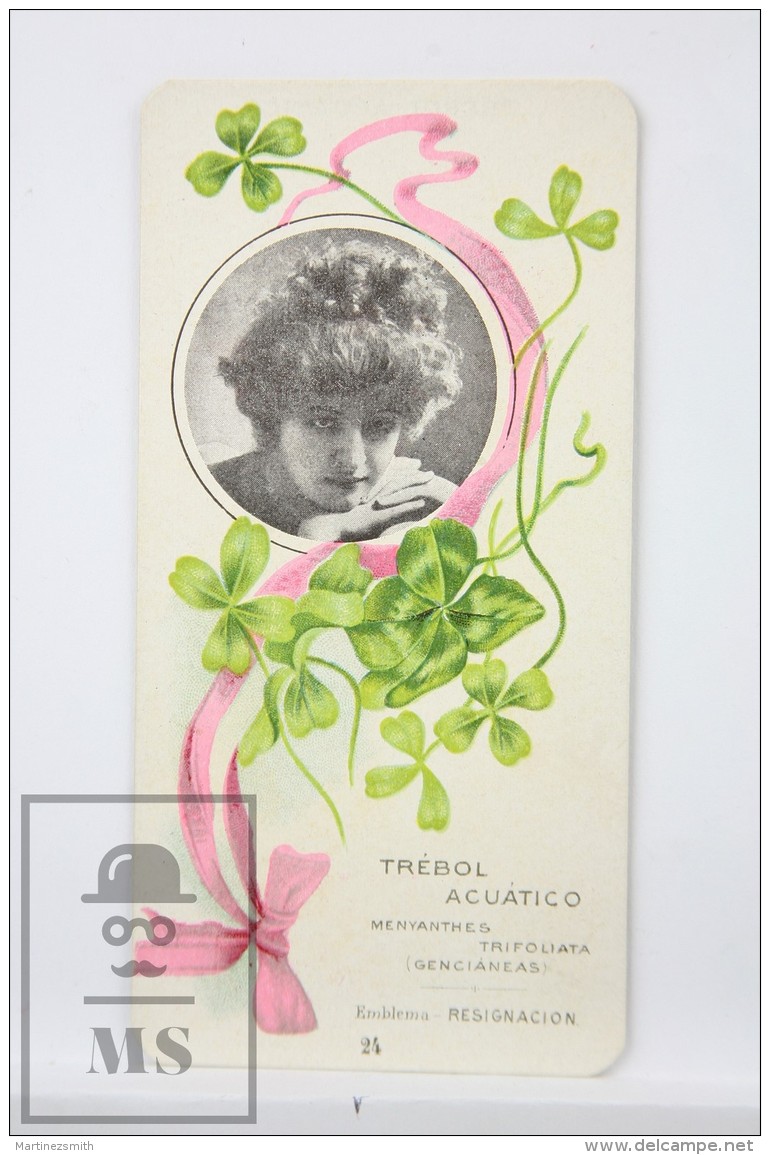 Old Modernist Trading Card / Chromo Flower -  Aquatic Clover &amp; Model - Jaime Boix N&ordm; 24 - Otros & Sin Clasificación