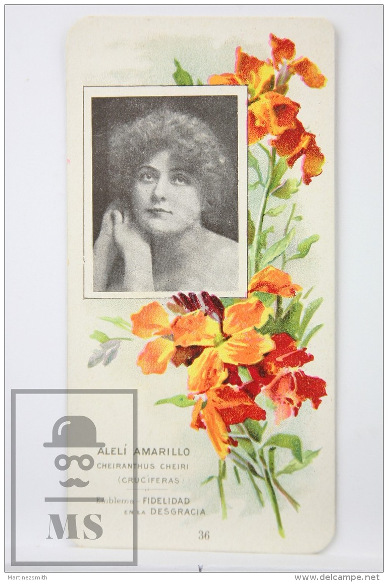 Old Modernist Trading Card / Chromo Flower - Yellow Wallflower &amp; Model - Jaime Boix N&ordm; 36 - Otros & Sin Clasificación