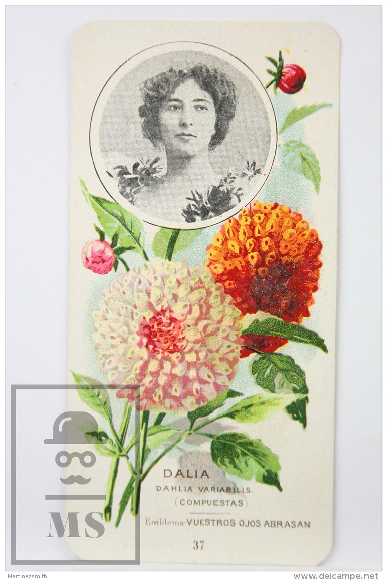 Old Modernist Trading Card / Chromo Flower - Dahlia &amp; Model - Jaime Boix N&ordm; 37 - Otros & Sin Clasificación