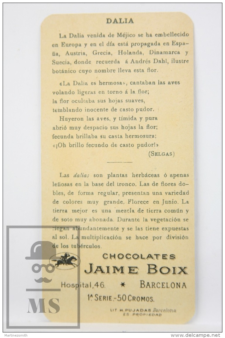 Old Modernist Trading Card / Chromo Flower - Dahlia &amp; Model - Jaime Boix N&ordm; 37 - Otros & Sin Clasificación