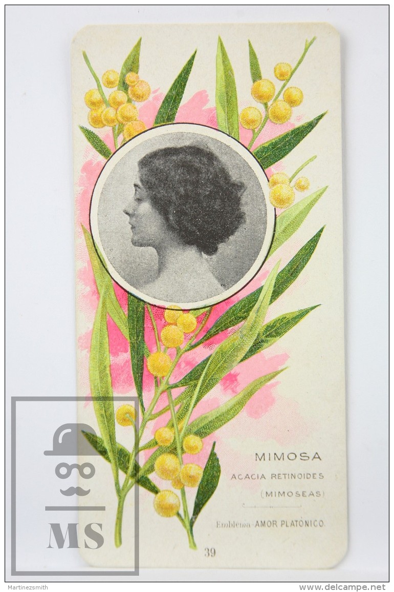 Old Modernist Trading Card / Chromo Flower - Mimosa &amp; Model - Jaime Boix N&ordm; 39 - Otros & Sin Clasificación