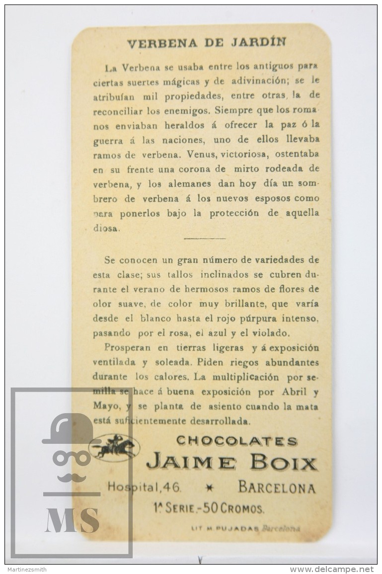 Old Modernist Trading Card / Chromo Flower - Vervain &amp; Model - Jaime Boix N&ordm; 43 - Otros & Sin Clasificación