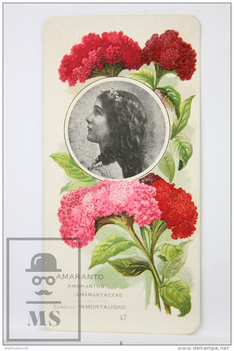 Old Modernist Trading Card / Chromo Flower - Amaranth &amp; Model - Jaime Boix N&ordm; 47 - Otros & Sin Clasificación