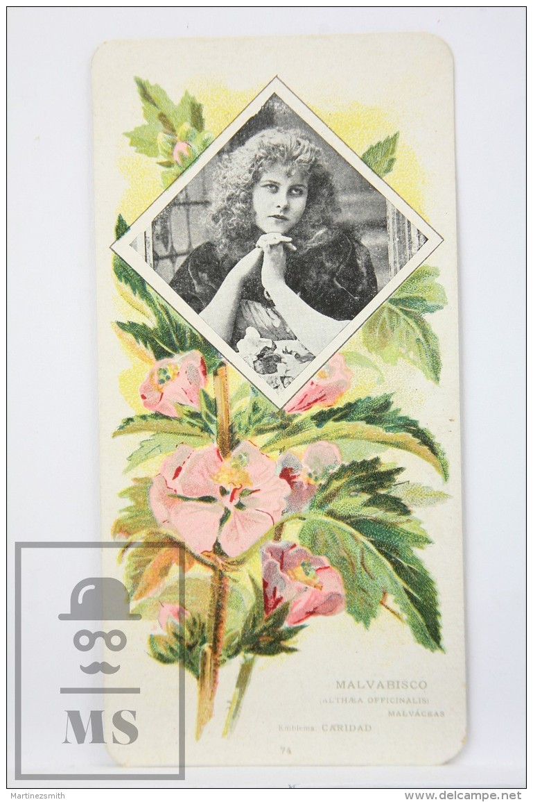 Old Modernist Trading Card / Chromo Flower - Marsh Mallow &amp; Model - Jaime Boix N&ordm; 74 - Otros & Sin Clasificación