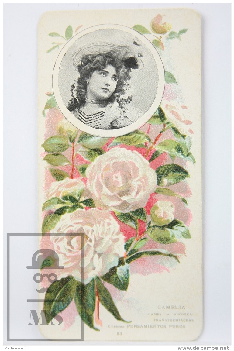 Old Modernist Trading Card / Chromo Flower - Camellia &amp; Model - Jaime Boix N&ordm; 83 - Otros & Sin Clasificación