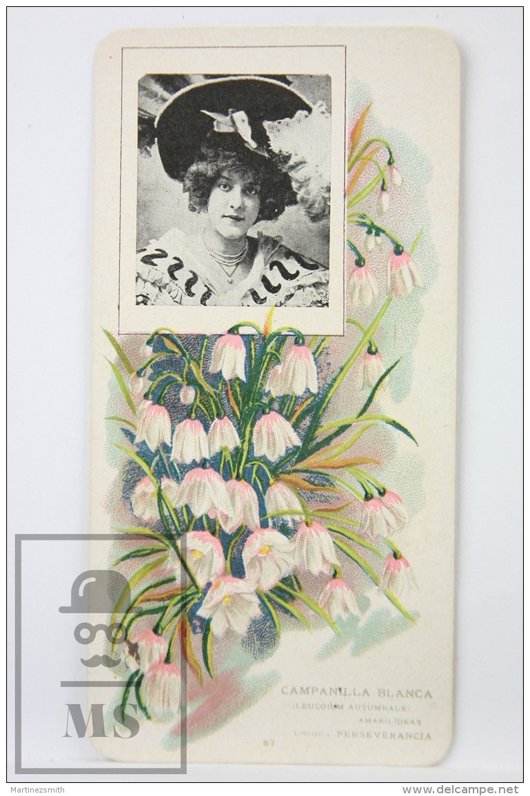 Old Modernist Trading Card / Chromo Flower - White Bellflower &amp; Model - Jaime Boix N&ordm; 87 - Otros & Sin Clasificación