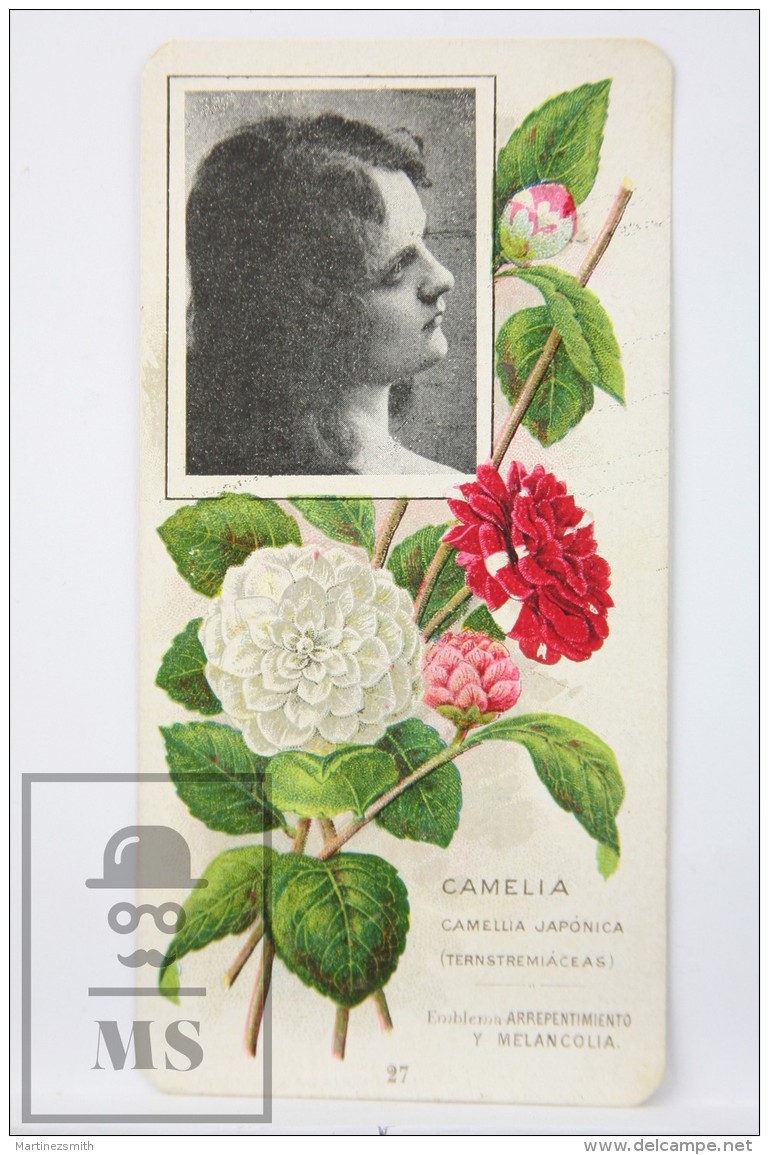 Old Modernist Trading Card / Chromo Flower -  Camellia &amp; Model - Jaime Boix N&ordm; 27 - Otros & Sin Clasificación