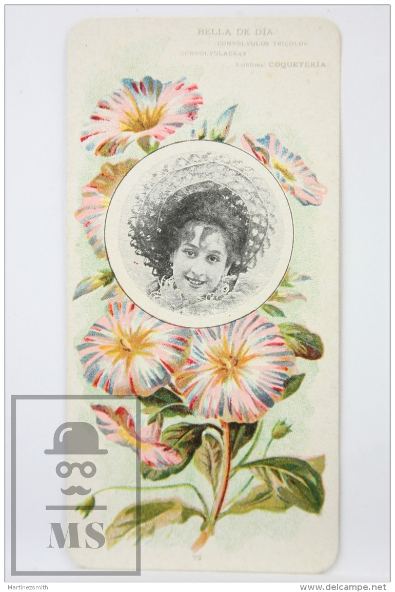 Old Modernist Trading Card / Chromo Flower - Tricolour Convolvulus &amp; Model - Jaime Boix N&ordm; 72 - Otros & Sin Clasificación