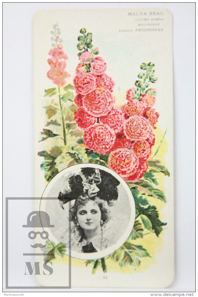 Old Modernist Trading Card / Chromo Flower - Mallow &amp; Model - Jaime Boix N&ordm; 81 - Otros & Sin Clasificación