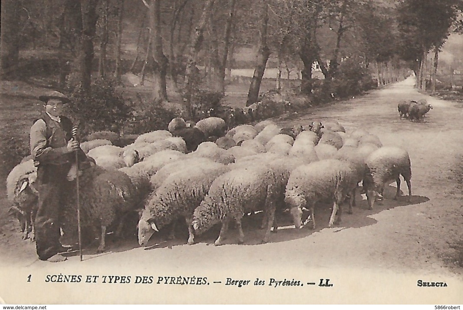 CARTE POSTALE ORIGINALE ANCIENNE : SCENES ET TYPES  UN BERGER DES PYRENEES AVEC SES MOUTONS  PYRENEES  ATLANTIQUES (64) - Allevamenti