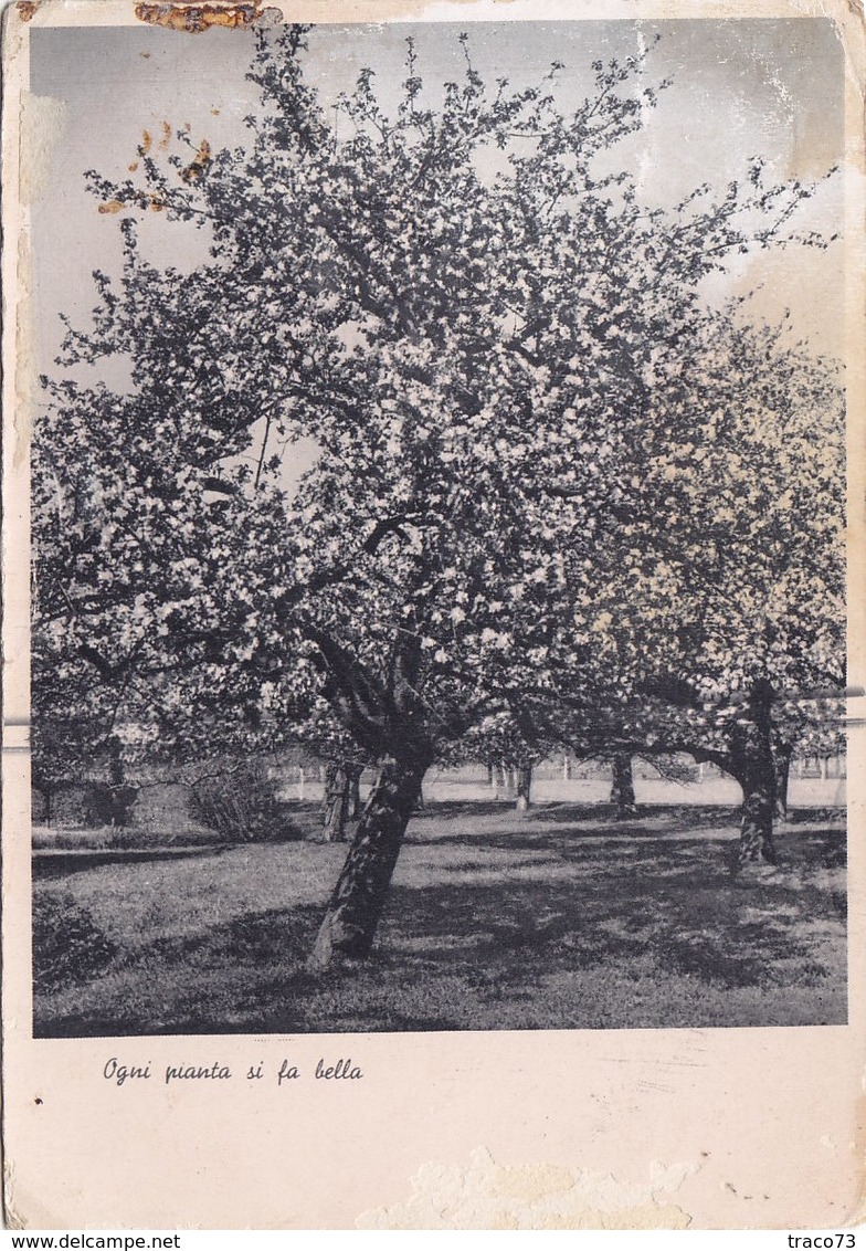 LA PRIMAVERA  /   "Ogni Pianta Si Fa Bella" - Alberi