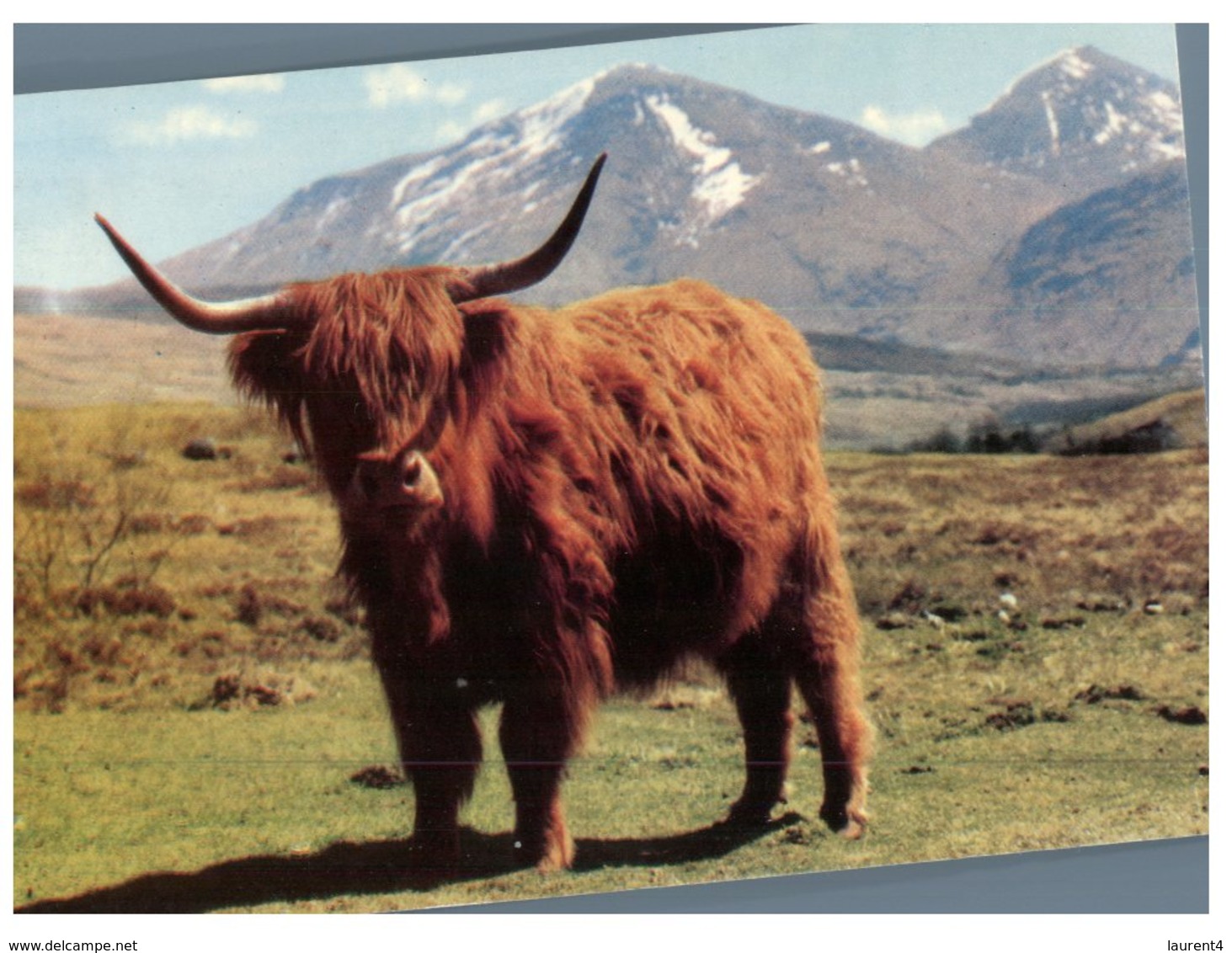 (M+S 120) Scotland - Cows - Stieren