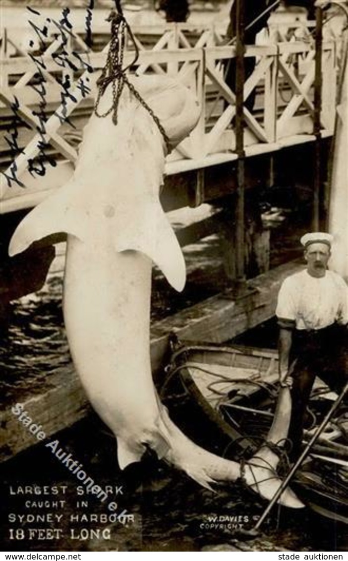 HAI - Foto-Ak -Largest SHARK Gefangen In SYDNEY HARBOUR - 18 Feet Long- I - Other & Unclassified