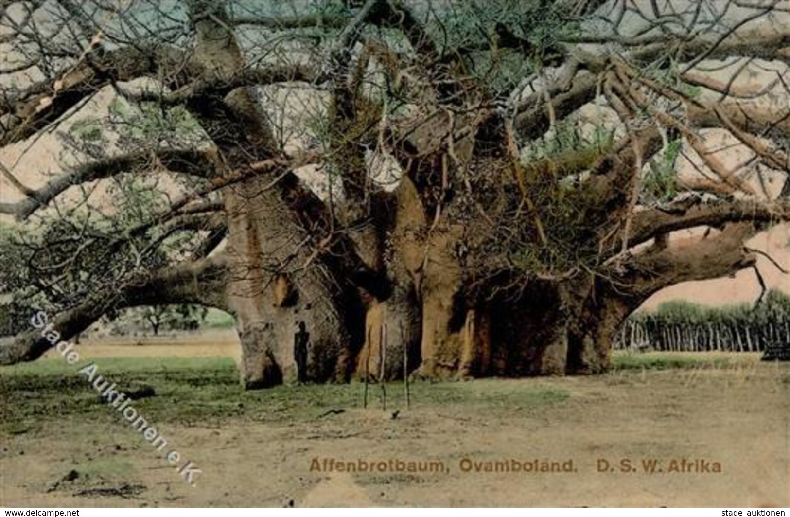 Kolonien Deutsch Südwestafrika Affenbrotbaum Ovamboland I-II (Stauchung) Colonies - History