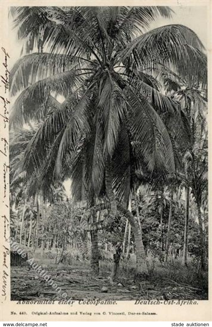 Kolonien Deutsch Ostafrika Abnormität Einer Cocospalme I-II (Marke Entfernt) Colonies - History