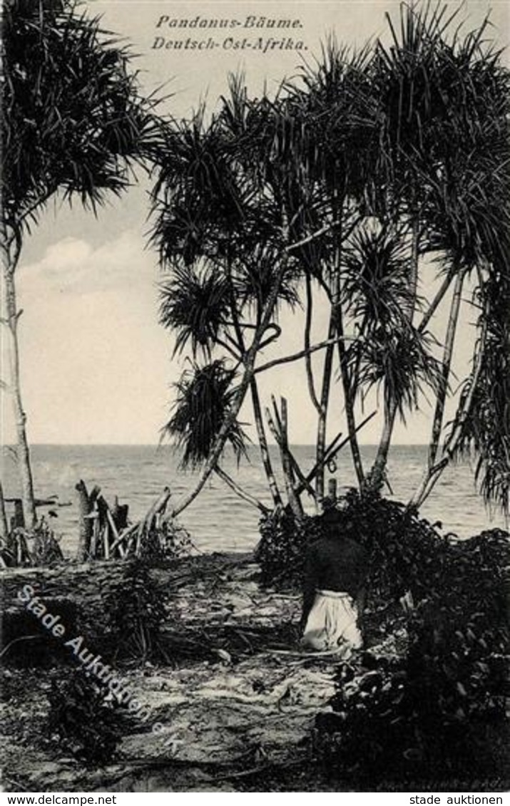 Kolonien Deutsch Ostafrika Pandanus Bäume I-II Colonies - Geschichte