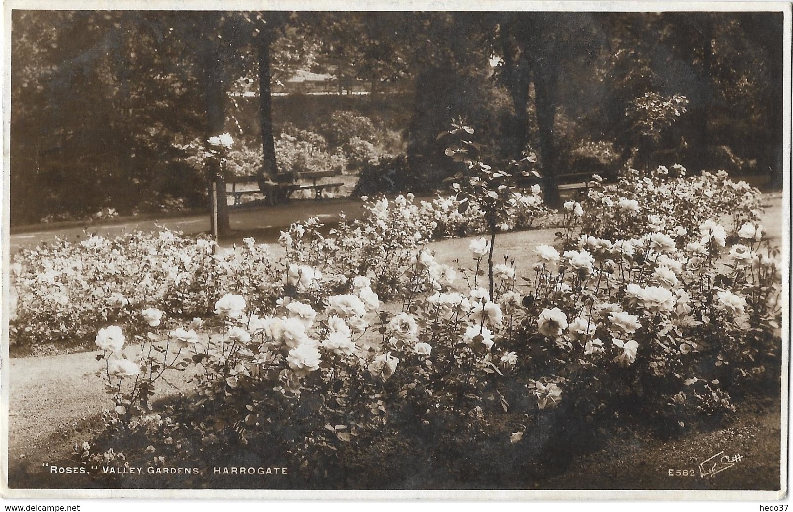 "Roses" Valley Gardens - Harrogate - Harrogate