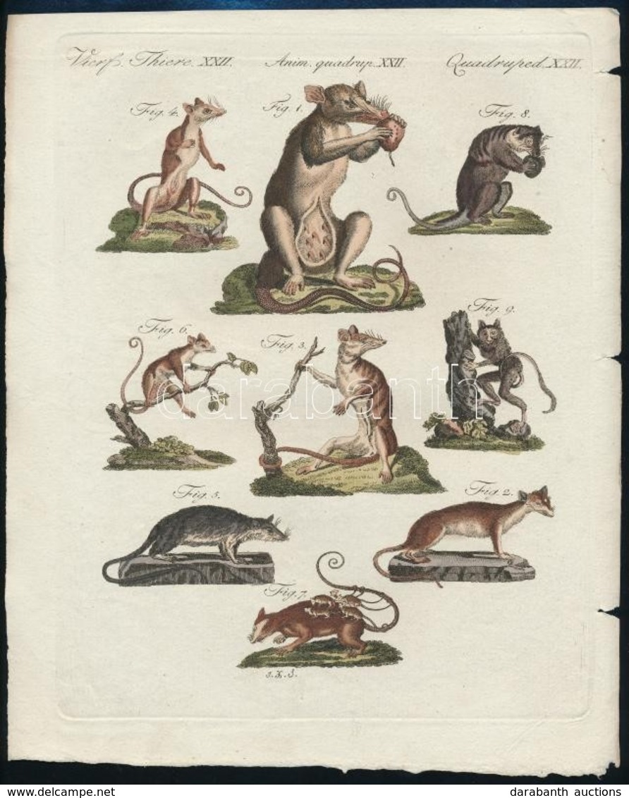 1801 Jacob Xaver Schmuzer (1713-1775): Rágcsálók.  Színezett Rézmetszet, Papír, Jelzett A Dúcon, 22x18 Cm - Prints & Engravings
