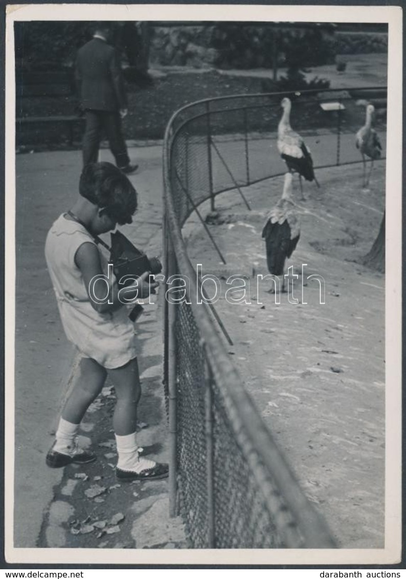 Cca 1934 Kinszki Imre (1901-1945): Kinszki Gábor öt évesen Fotografál Az állatkertben, Jelzés Nélküli Vintage Fotóm?vész - Other & Unclassified