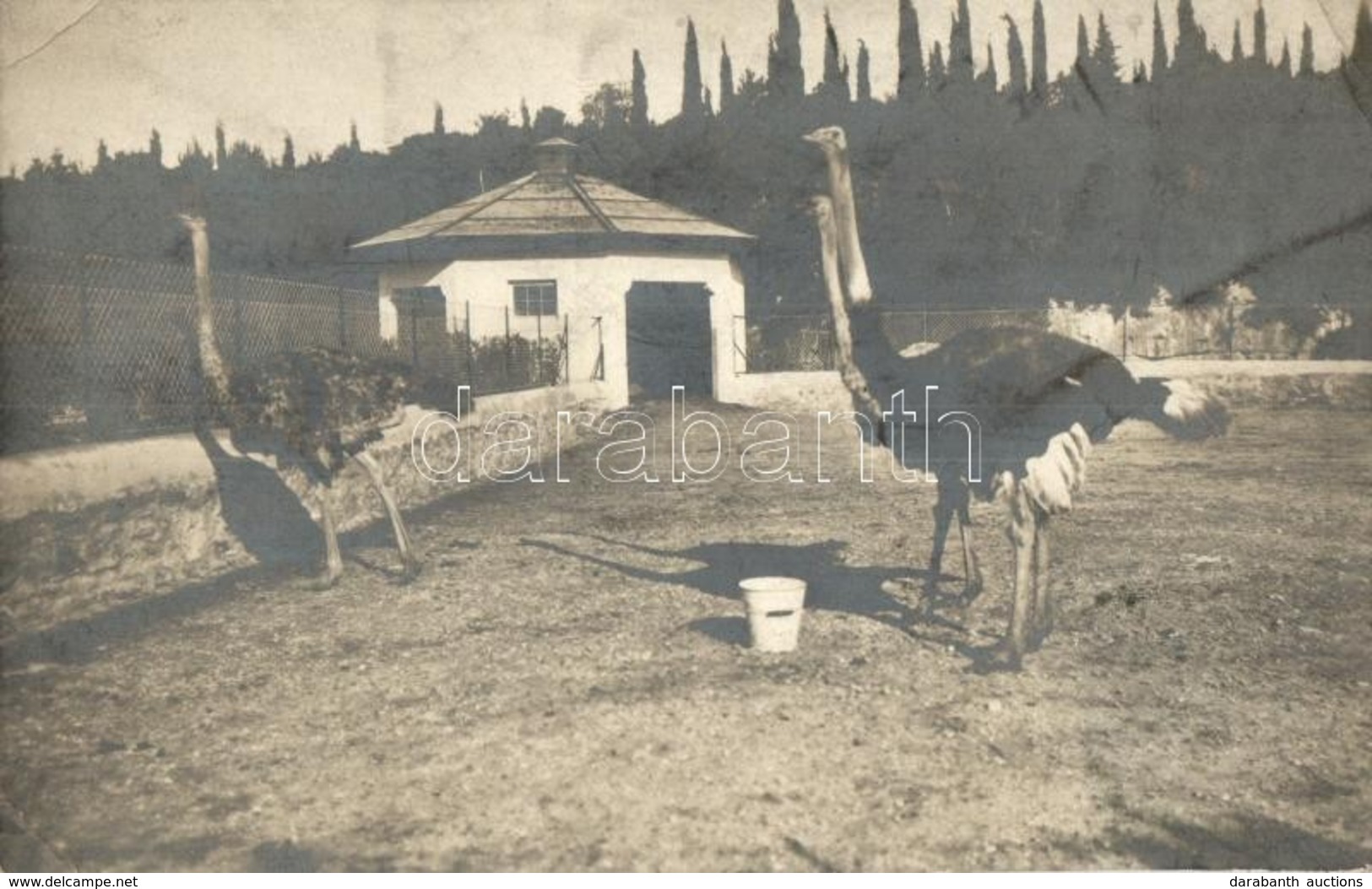T2/T3 1912 Brijuni, Brioni (Adria); Struccok / Ostriches. Photo (EK) - Unclassified
