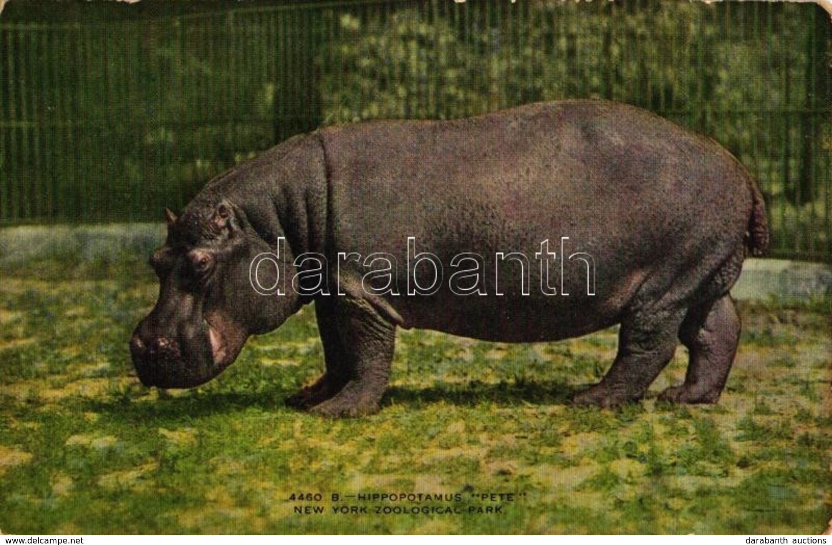 ** T3 Hippopotamus 'Pete' New York Zoological Park (fa) - Unclassified