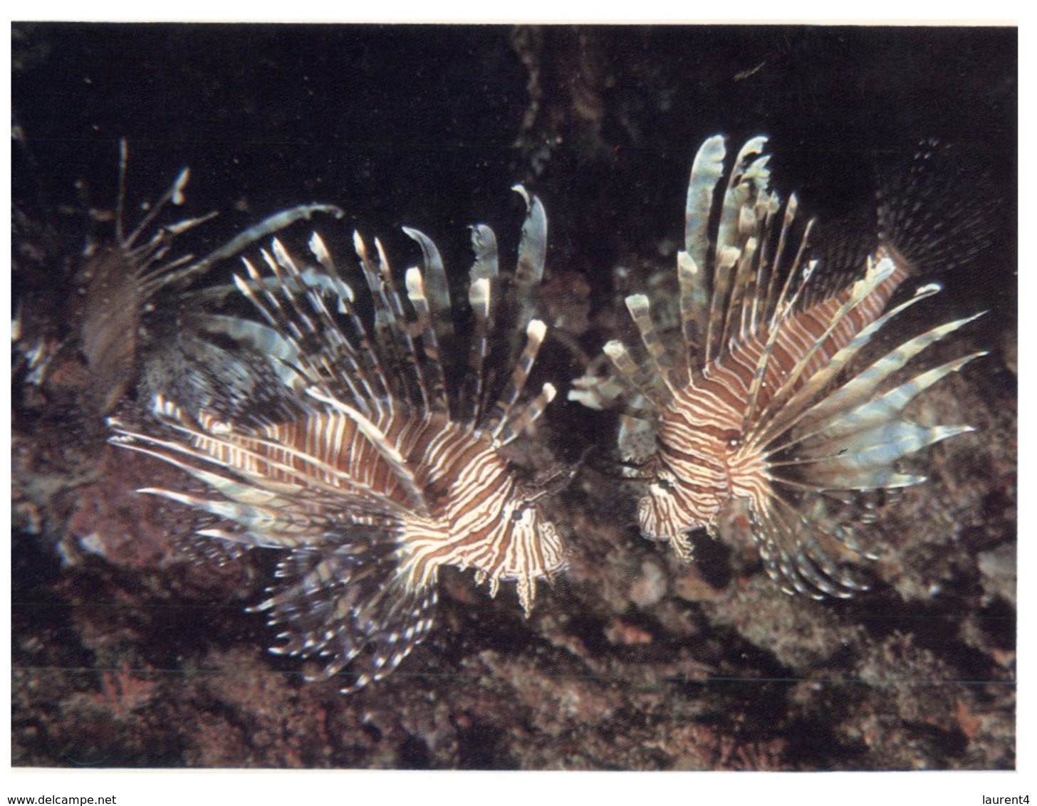 (125) Australia - QLD - Lion Fish - Great Barrier Reef