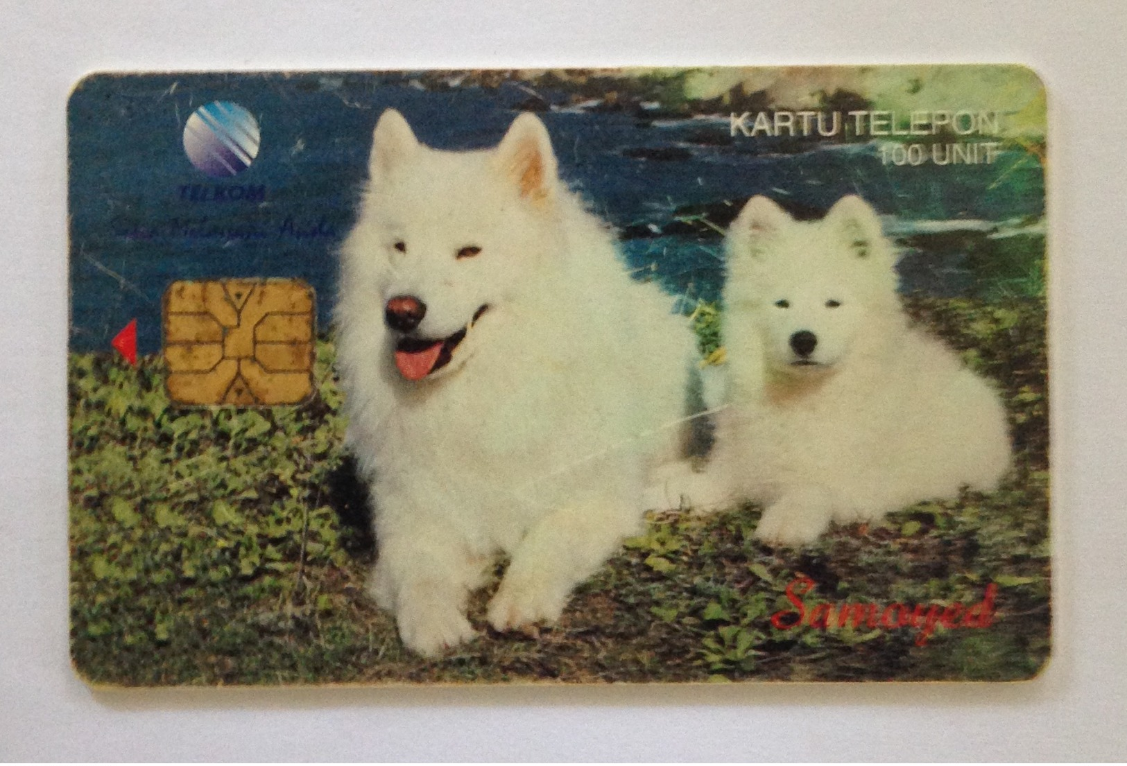 Indonesie Telefoonkaart - Telkom Indonesia (White Dogs Samoyed) 100 Unit (Used) - Indonesië