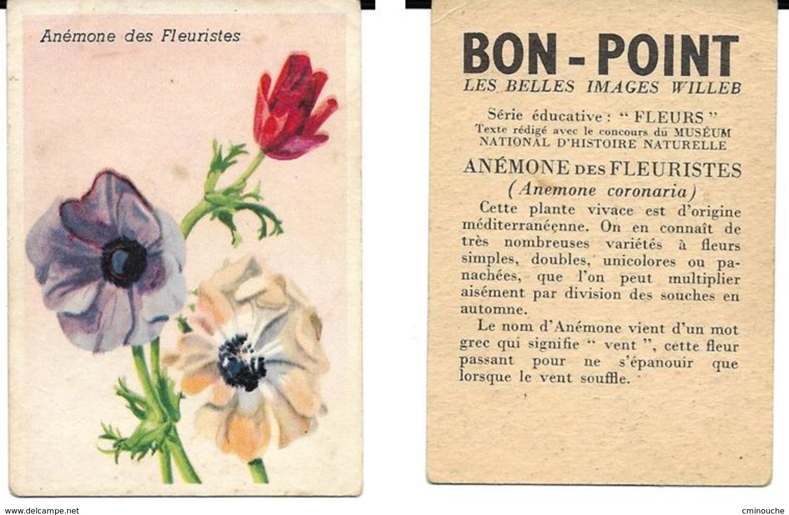 Image Bon-point, Série Fleurs, Anémone Des Fleuristes - Autres & Non Classés