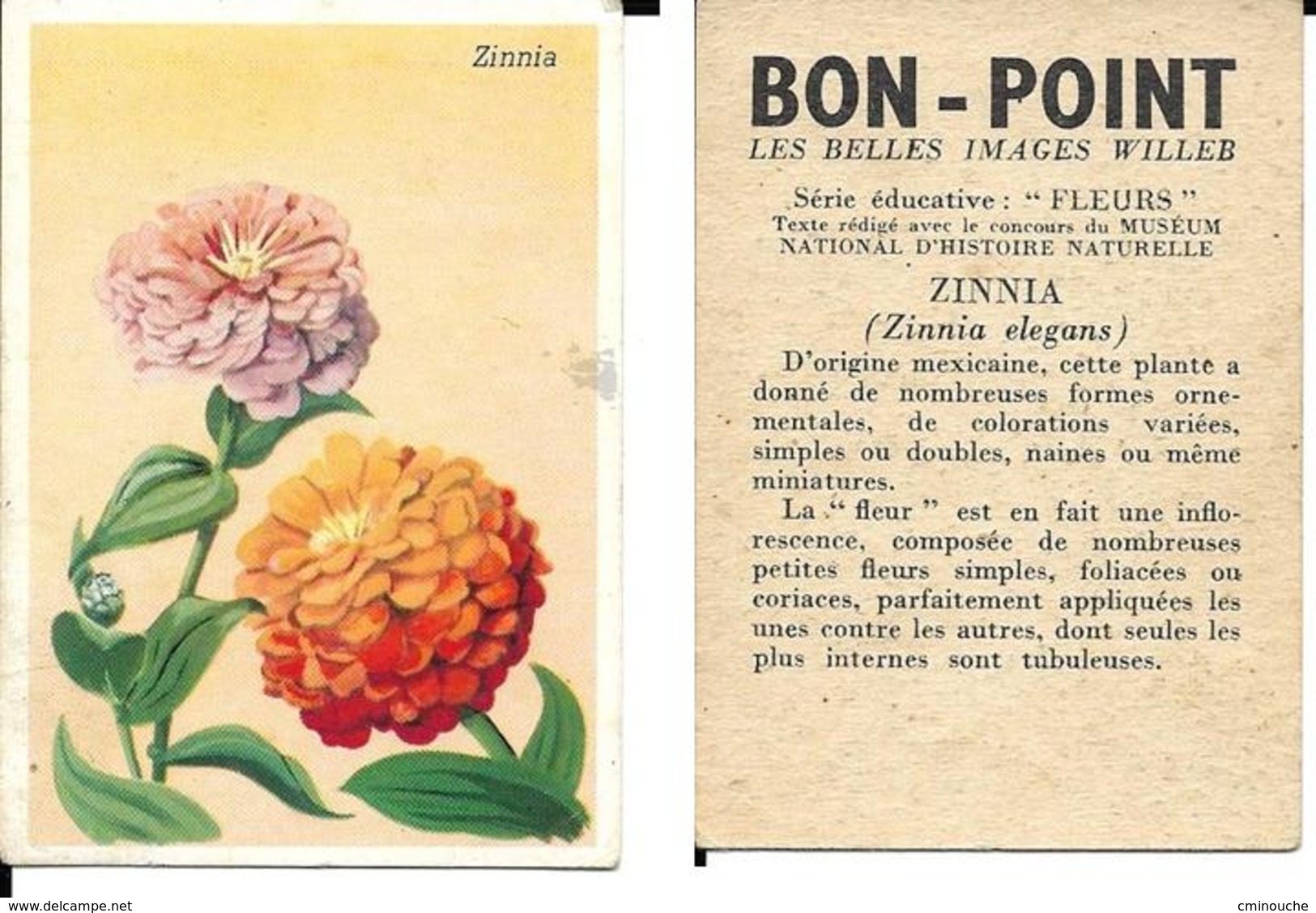 Image Bon-point, Série Fleurs, Zinnia - Other & Unclassified