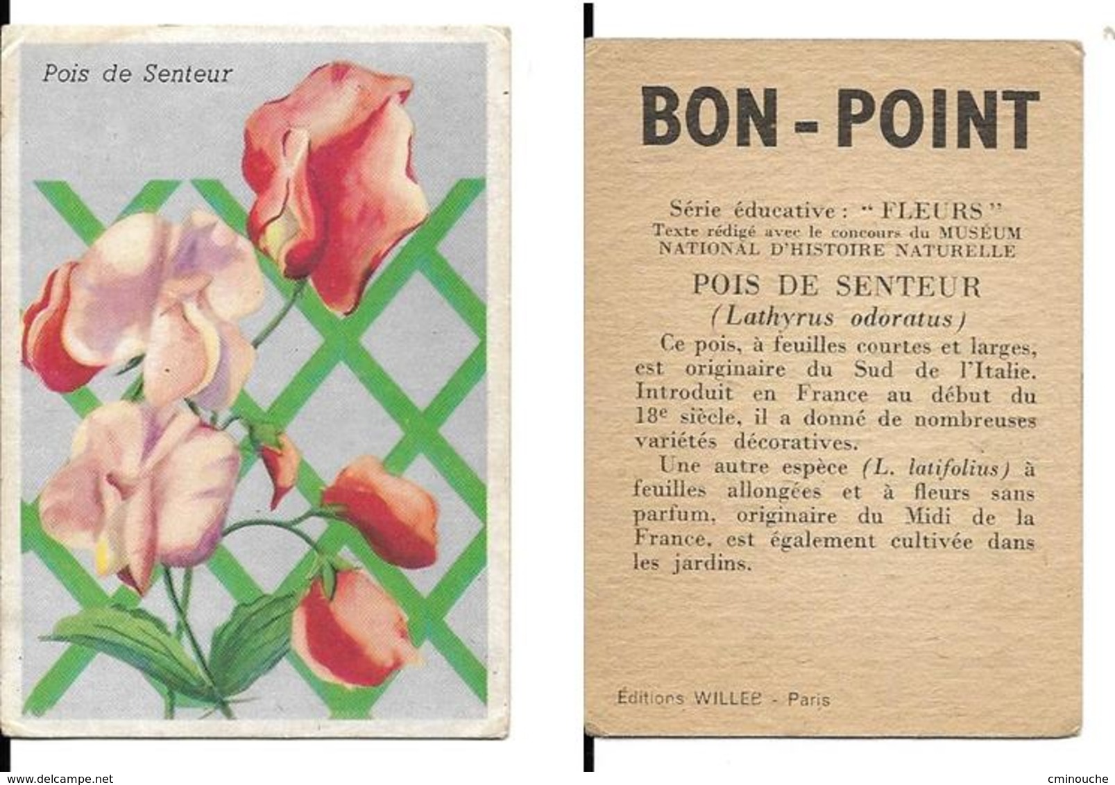 Image Bon-point, Série Fleurs, Pois De Senteur - Autres & Non Classés