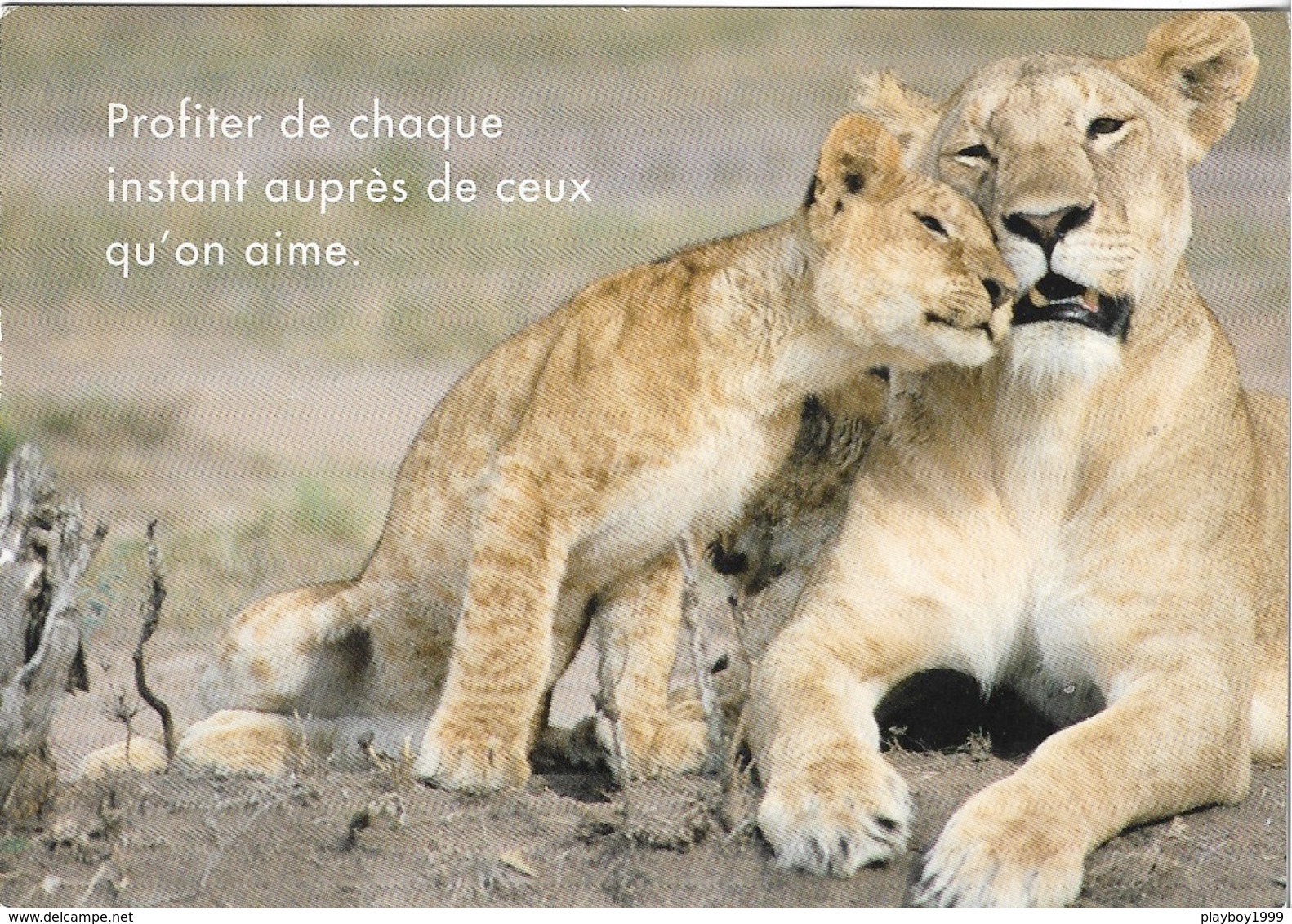 Animaux - Lions - La Mère Et Son Petit -Profiter De Chaque Instant Auprès De Ceux Qu'on Aime - Cpm- Pas écrite - - Lions