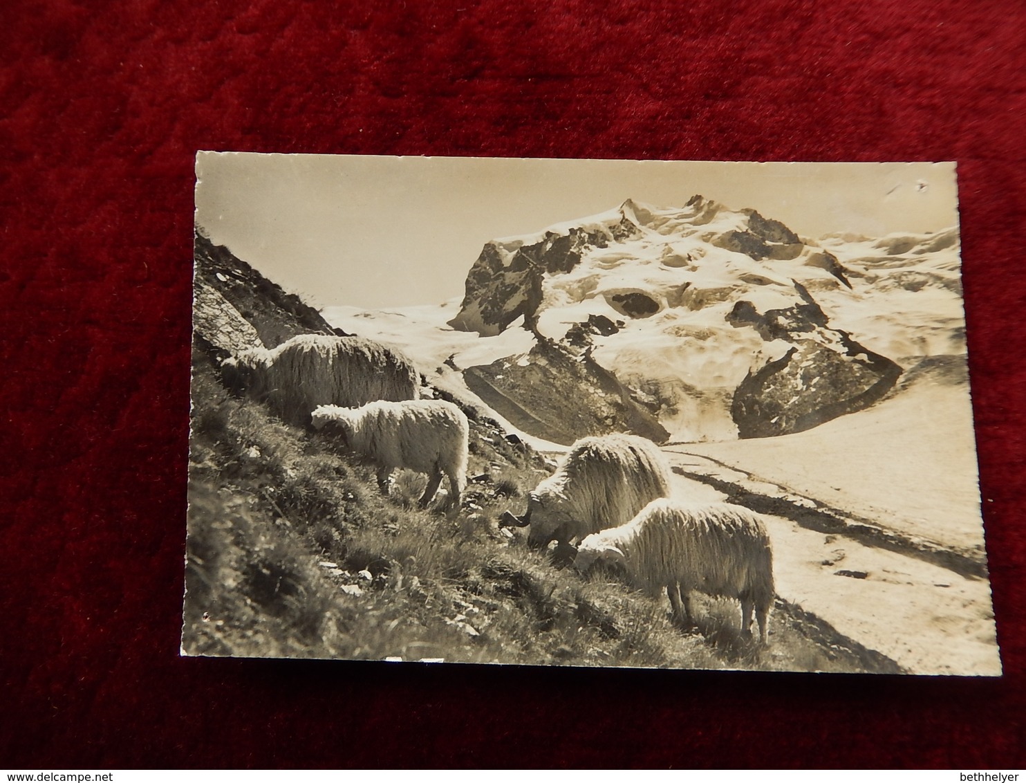 ZERMATT - MONTE ROSA - BREBIS - SHEEP - EDIT OBERHOFEN -  R14912 - Zermatt