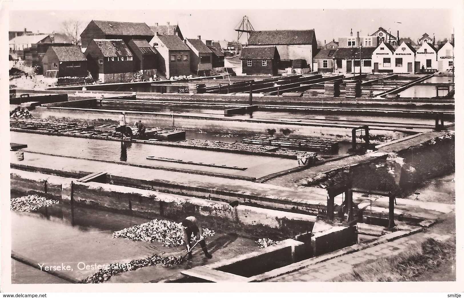 YERSEKE 1957 OESTERCULTUUR HUITRES VISSERIJ - OESTERPUTTEN - 2 SCANS - Yerseke