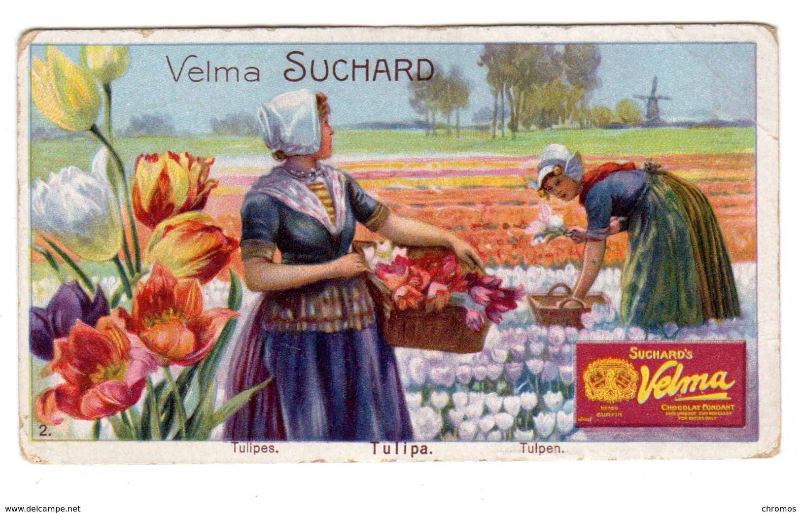 Chromo Chocolat Suchard, Suisse, 277 / 2, Tulipes En Hollande - Suchard