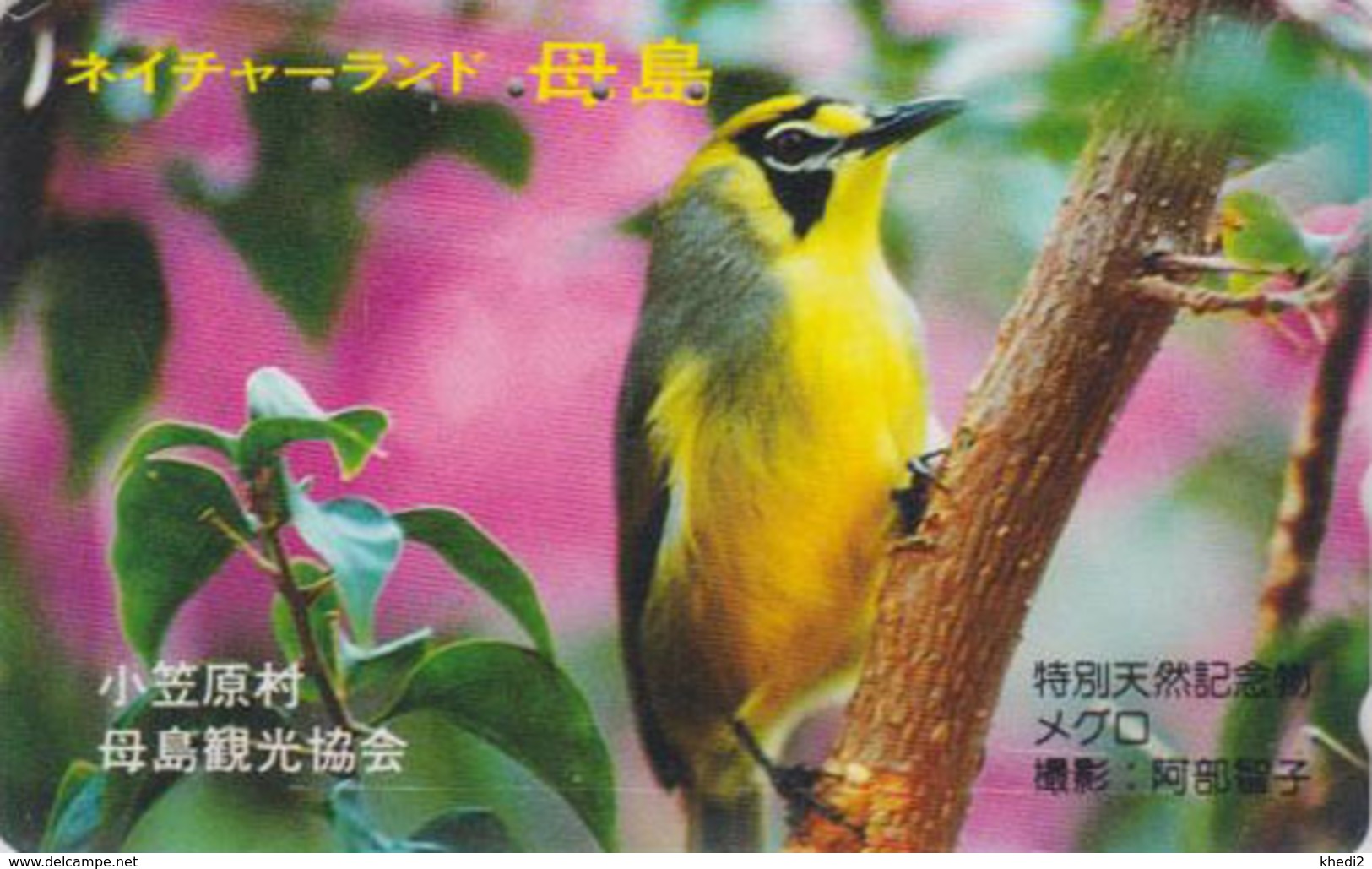 Télécarte Japon / 110-016 - Animal - OISEAU - FAUVETTE Japonaise - ZOSTEROPS BIRD Japan Phonecard - VOGEL - 4452 - Passereaux