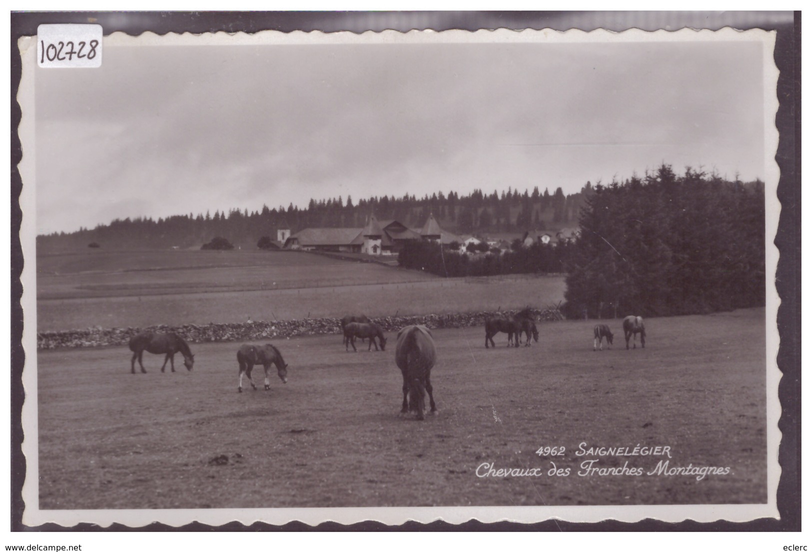 SAIGNELEGIER - CHEVAUX DES FRANCHES MONTAGNES - TB - Saignelégier