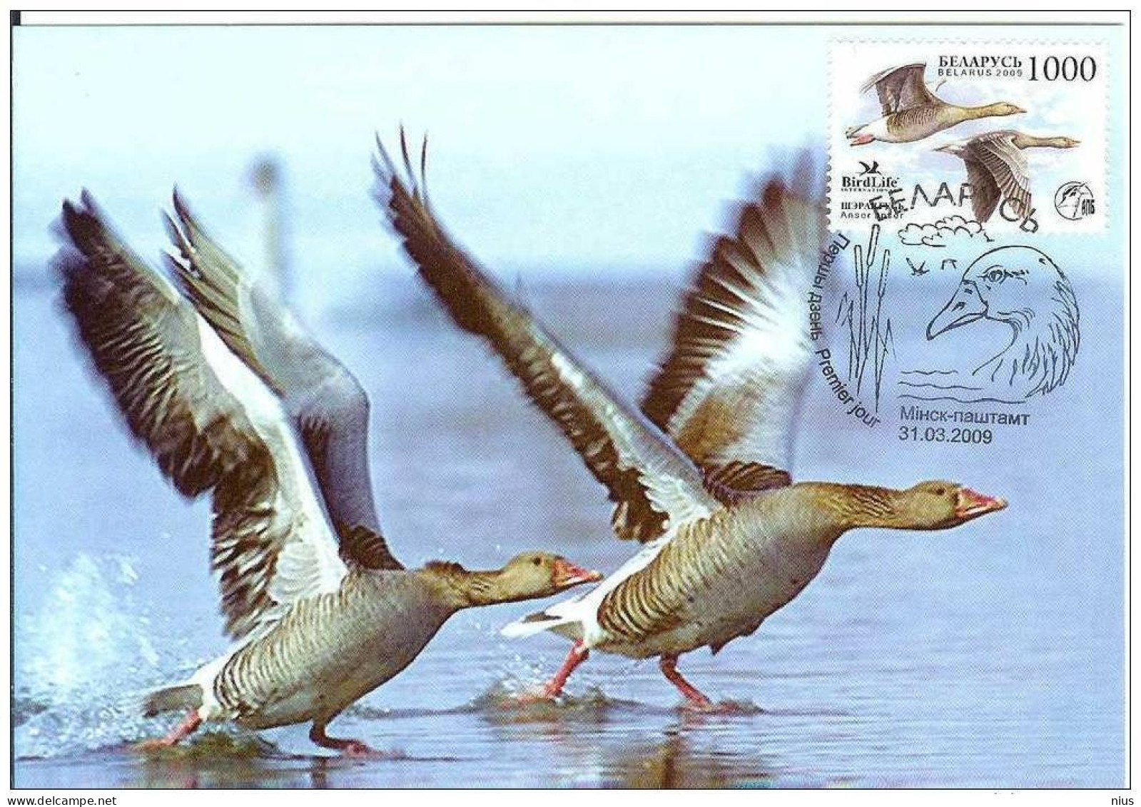 Belarus 2009 Fauna Bird Gray Goose Anser Anser Postal Stationry KM - Belarus