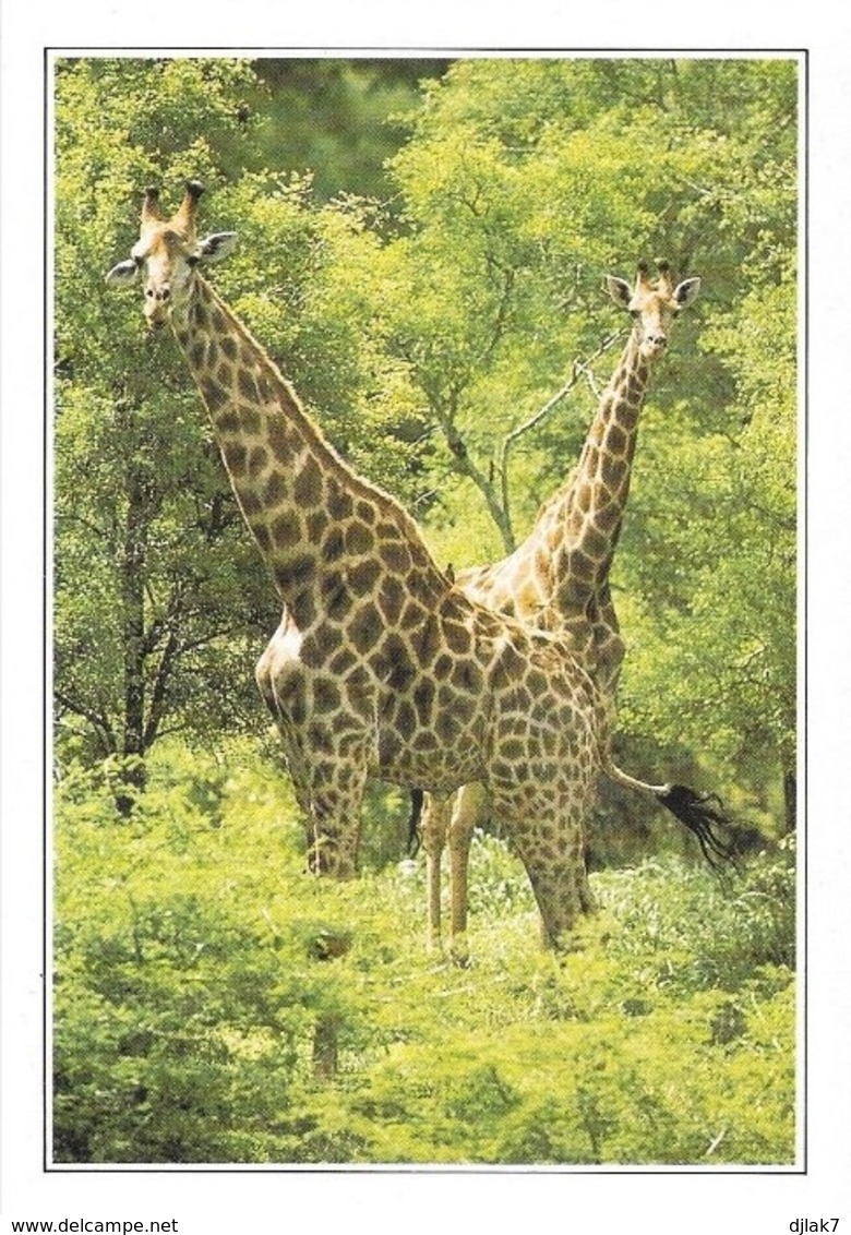 Afrique Du Sud Girafes Au Parc National Kruger (2 Scans) - Girafes