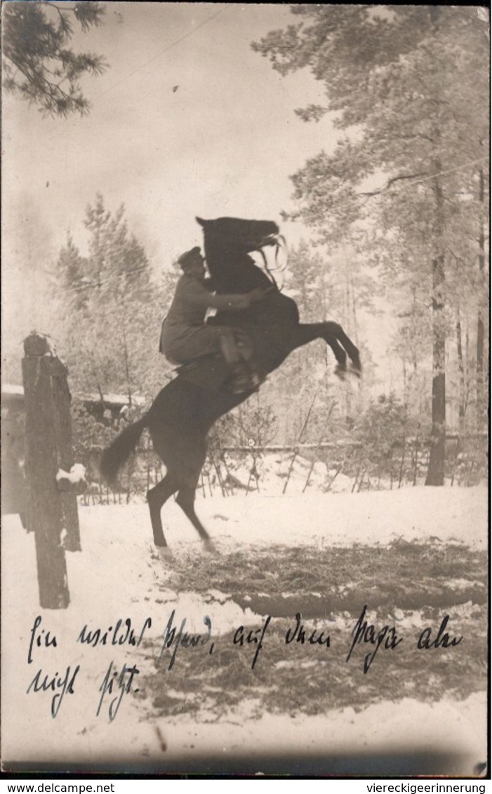 ! Alte Fotokarte, Photo, Wildes Pferd, Horse, Cheval, 1917, Landw. Inf. Regt. Nr. 31, 1.Weltkrieg, Militaria, Allenstein - Cavalli