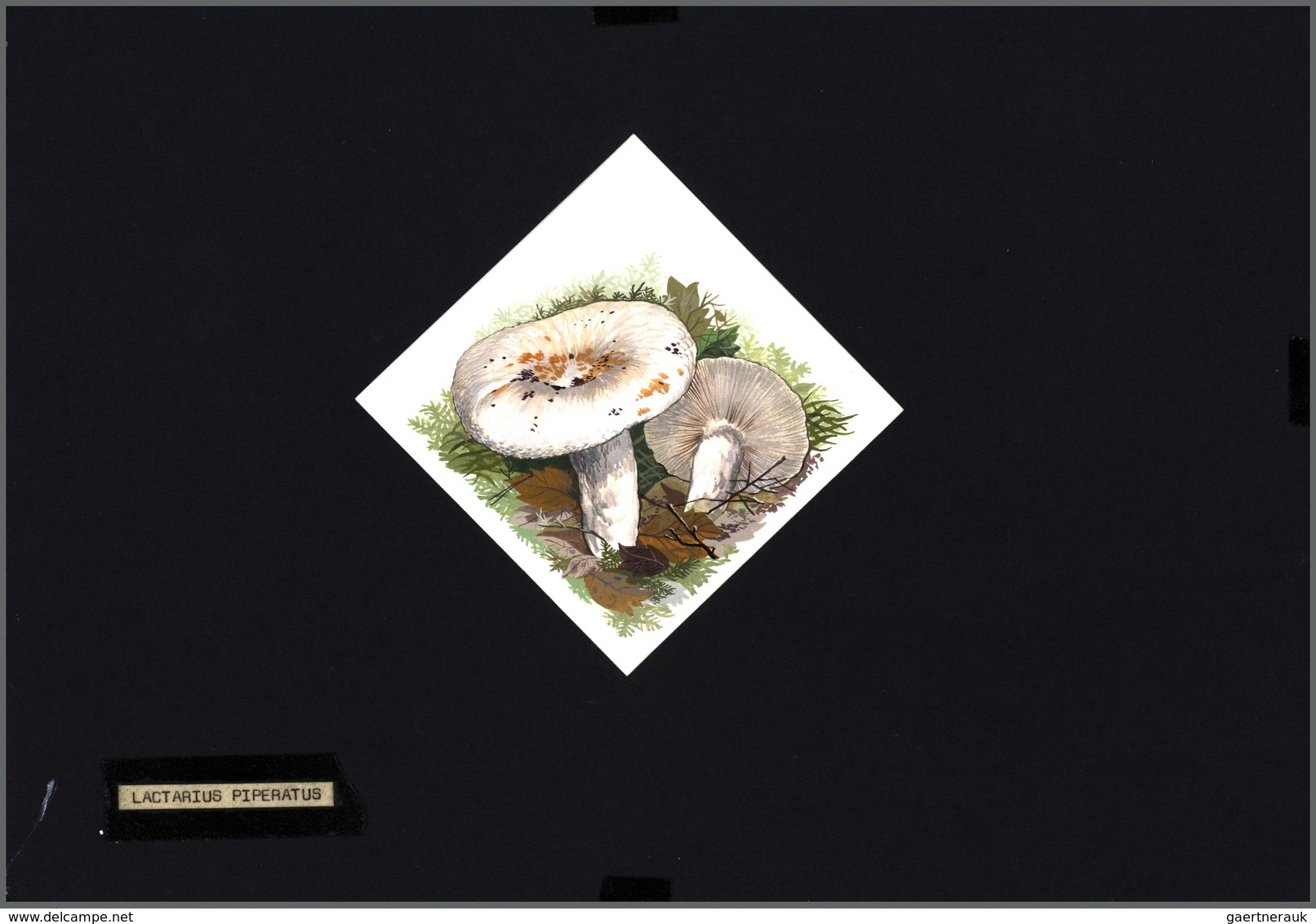 10714 Thematik: Pilze / mushrooms: 1994, MOLDOVA: mushrooms set of six different original HANDPAINTED ARTW