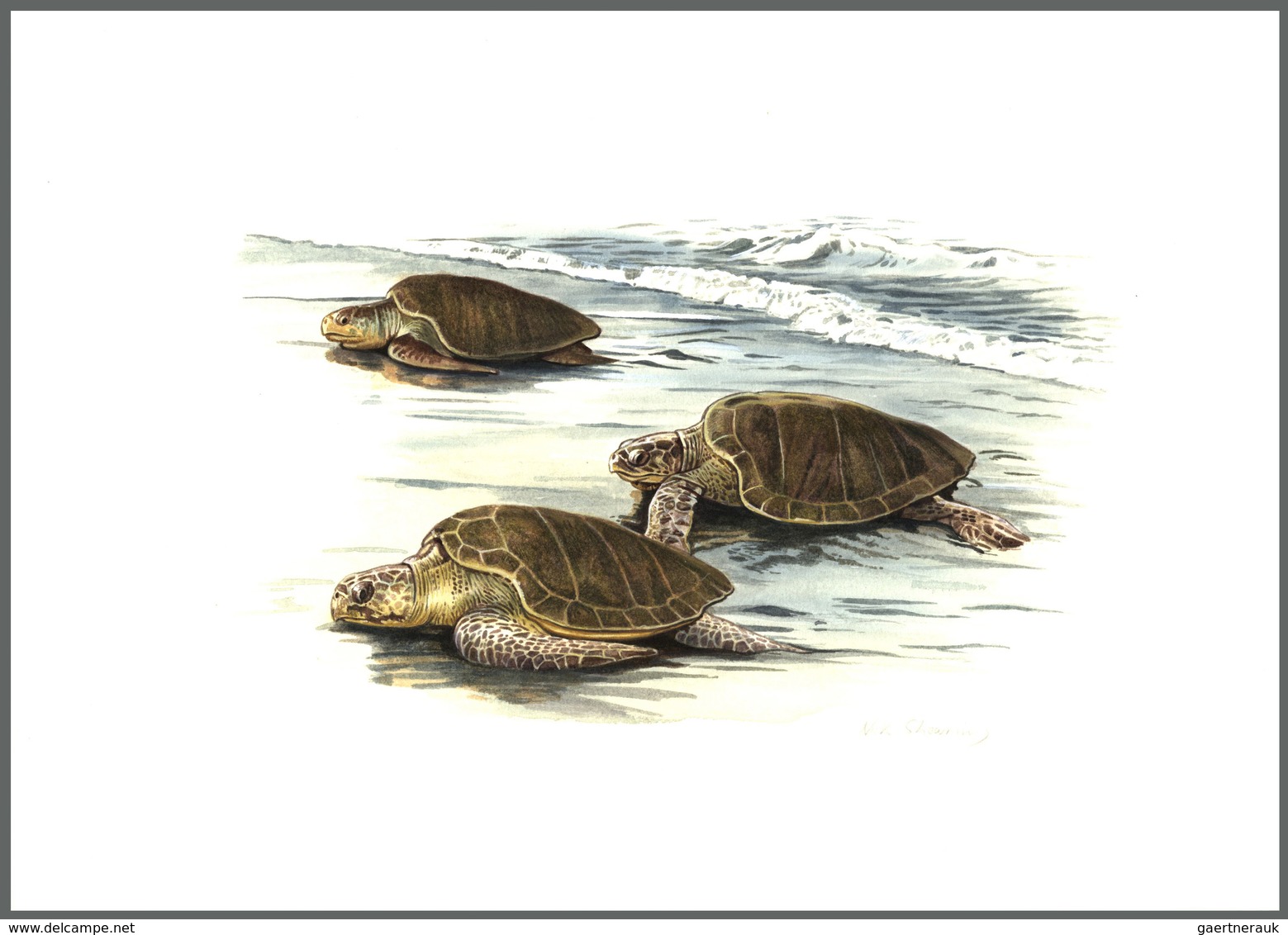 11113 Thematik: Tiere-Schildkröten / Animals-turtles: 1995 (ca.), TURKMENISTAN: Turtles Set Of Four Differ - Schildkröten