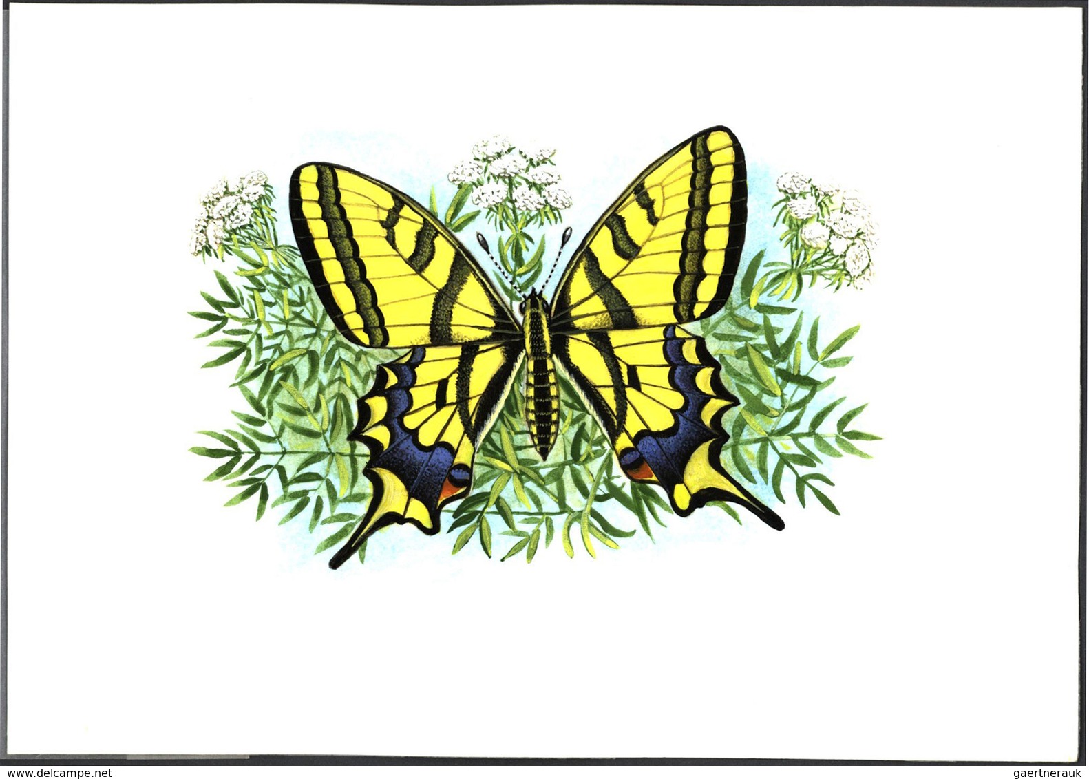 11128 Thematik: Tiere-Schmetterlinge / Animals-butterflies: 1998, TAJIKISTAN: Native BUTTERFLIES Set Of Fo - Papillons